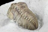 Detailed, Long Kainops Trilobite - Oklahoma #95712-1